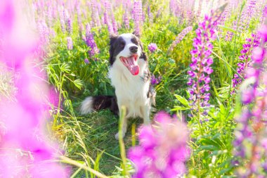 Açık havada gülümseyen köpek yavrusunun portresi otların üzerinde oturan çoban köpeği, menekşe çiçeği arka planı. Açık havada güneşli bir yaz gününde komik suratlı küçük bir köpek. Hayvan bakımı ve komik hayvan yaşam konsepti