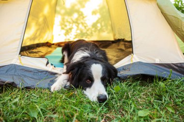 Kamp çadırında uzanan sevimli, komik köpek yavrusu Sınır Çobanı 'nın açık hava portresi. Hayvan gezisi, köpek eşiyle macera. Gardiyan ve kamp koruması. Seyahat konsepti
