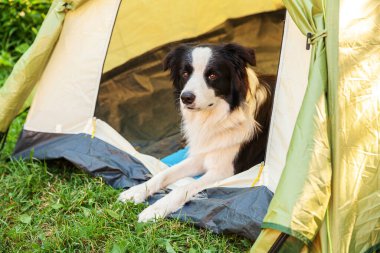 Kamp çadırında uzanan sevimli, komik köpek yavrusu Sınır Çobanı 'nın açık hava portresi. Hayvan gezisi, köpek eşiyle macera. Gardiyan ve kamp koruması. Seyahat konsepti