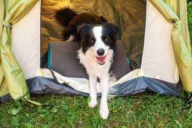 Kamp çadırında uzanan sevimli, komik köpek yavrusu Sınır Çobanı 'nın açık hava portresi. Hayvan gezisi, köpek eşiyle macera. Gardiyan ve kamp koruması. Seyahat konsepti
