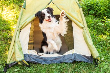 Kamp çadırında oturan sevimli köpek yavrusu sınır köpeği Collie 'nin açık hava portresi. Hayvan gezisi, köpek eşiyle macera. Gardiyan ve kamp koruması. Seyahat konsepti