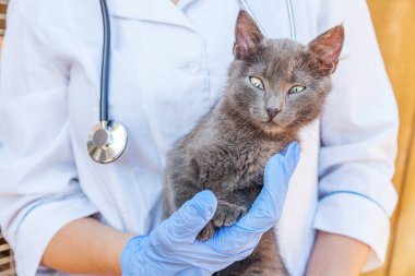 Steteskoplu veteriner. Gri kedi yavrusunu muayene ediyor. Veteriner tarafından kontrol edilen genç kediye yakın çekim. Hayvan bakımı ve hayvan bakımı kavramı