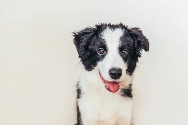Beyaz Arka Planda Izole Edilmiş Şirin Gülümseyen Köpek Yavrusu Collie — Stok fotoğraf