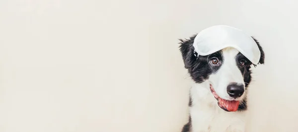 Molestes Déjame Dormir Funny Dog Border Collie Perrito Con Máscara — Foto de Stock