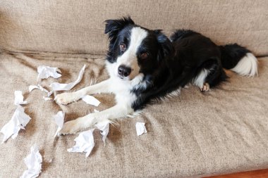 Evdeki kanepede uzanan tuvalet kağıdını ısırdıktan sonra yaramaz yavru köpek sınır köpeği çoban köpeği. Suçlu köpek ve yıkılmış oturma odası. Dağınık ev ve komik suçlu bakışlı köpek yavrusu.