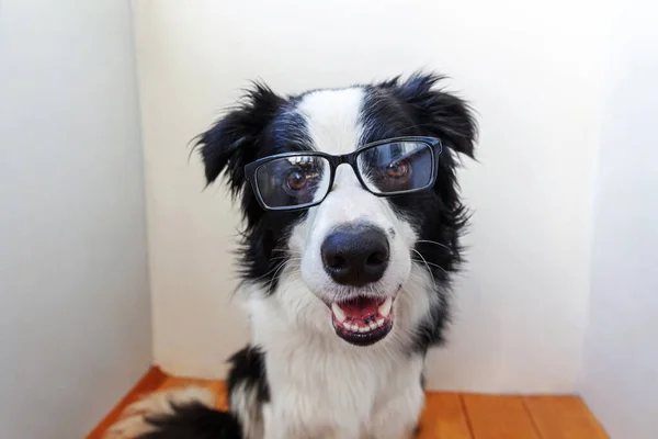 Estudio Retrato Sonriente Cachorro Borde Collie Perro Gafas Sobre Fondo — Foto de Stock