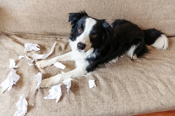 Travieso Juguetón Perro Perro Frontera Collie Después Travesura Mordiendo Papel — Foto de Stock