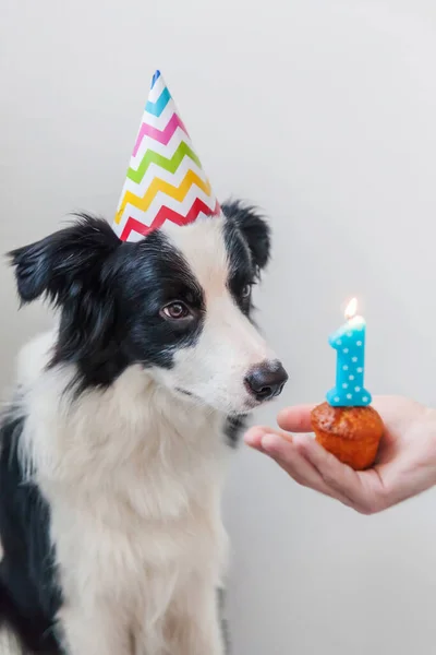 白い背景に隔離されたナンバーワンのキャンドルとカップケーキの休日のケーキを見て誕生日の愚かな帽子を身に着けているかわいい笑顔子犬犬の国境のコリーの面白い肖像画 ハッピーバースデーパーティーのコンセプト — ストック写真