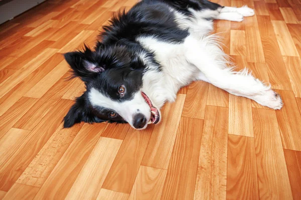 Divertido Retrato Del Oloroso Perro Collie Borde Del Perro Acostado — Foto de Stock