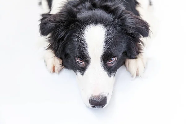 Beyaz Arka Planda Izole Edilmiş Şirin Gülümseyen Köpek Yavrusu Collie — Stok fotoğraf