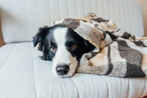 Grappige Puppy Hondenrand Collie Liggend Bank Onder Ruit Binnen Mooi — Stockfoto