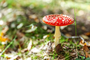 Sonbahar ormanı arka planında çimlerde zehirli ve halüsinojen mantarlar uçuşuyor. Kırmızı zehirli Amanita Muscaria mantar makrosu doğal ortamda yakınlaşır. İlham verici doğal sonbahar manzarası