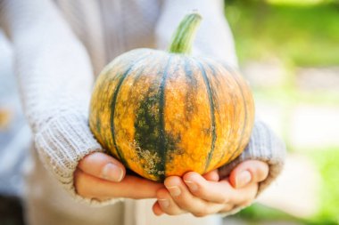 Yakın çekim, sonbahar manzaralı kadın elleri sarı balkabağı tutuyor. İlham verici doğa Ekim ya da Eylül duvar kağıdı. Mevsimlerin değişmesi, olgun organik gıda konsepti. Cadılar Bayramı partisi Şükran Günü