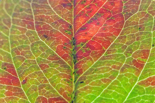 Closeup Outono Queda Extrema Macro Textura Vista Vermelho Laranja Verde — Fotografia de Stock