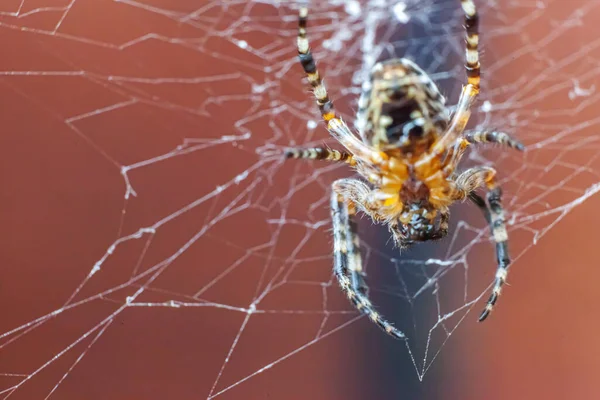 Arachnofobia Boi Się Koncepcji Ugryzienia Pająka Makro Zamknij Pająka Pajęczej — Zdjęcie stockowe