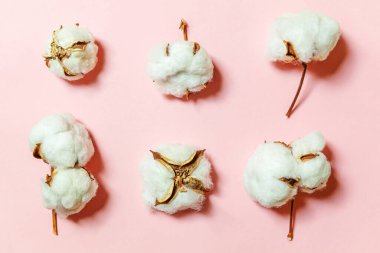 Pembe pastel arka planda izole edilmiş beyaz pamuk çiçekleriyle basit bir tasarım. Kumaş yumuşaklığı doğal organik tarım alerjisi konsepti
