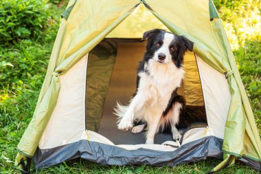 Kamp çadırında oturan sevimli köpek yavrusu sınır köpeği Collie 'nin açık hava portresi. Köpek eşiyle evcil hayvan gezisi macerası. Gardiyan ve kamp koruması. Seyahat konsepti