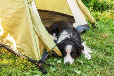 Kamp çadırında uzanan sevimli, komik köpek yavrusu Sınır Çobanı 'nın açık hava portresi. Köpek eşiyle evcil hayvan gezisi macerası. Gardiyan ve kamp koruması. Seyahat konsepti