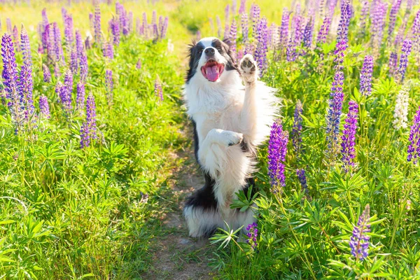 Outdoor portret van schattige glimlachende puppy rand collie zittend op gras violette bloem achtergrond. Grappig gezicht kleine hond springen en het geven van poot. Dierenverzorging en grappige dieren leven concept. — Stockfoto