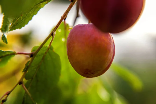 Perfecte rode pruim groeit op boom in biologische pruimenboomgaard. Herfst herfst uitzicht op landelijke stijl tuin. Gezond eten veganistisch vegetarisch baby dieet concept. Lokale tuin produceren schoon voedsel. — Stockfoto