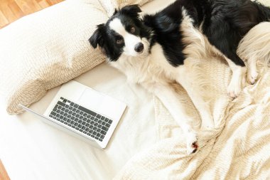 Mobil Ofis evde. Evde dizüstü bilgisayar kullanarak internette gezinen sevimli köpek yavrusu Colie 'nin komik portresi. Evcil hayvan hayatı serbest iş karantina konsepti