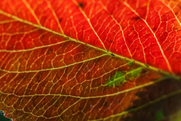 Nahaufnahme Herbst Herbst Extreme Makro Textur Ansicht Von Rot Orange — Stockfoto