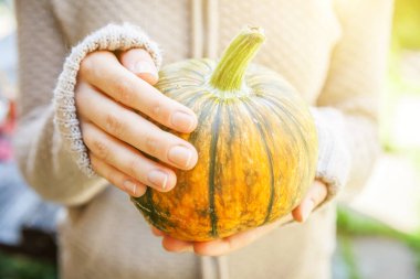 Yakın çekim, sonbahar manzaralı kadın elleri sarı balkabağı tutuyor. İlham verici doğa Ekim ya da Eylül duvar kağıdı. Mevsimlerin değişmesi, olgun organik gıda konsepti. Cadılar Bayramı partisi Şükran Günü