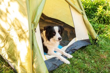 Kamp çadırında uzanan sevimli, komik köpek yavrusu Sınır Çobanı 'nın açık hava portresi. Hayvan gezisi, köpek eşiyle macera. Gardiyan ve kamp koruması. Seyahat konsepti