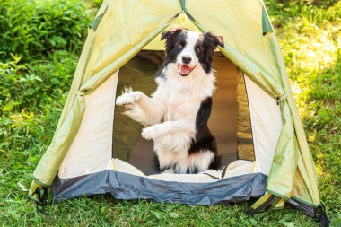 Kamp çadırında oturan sevimli köpek yavrusu sınır köpeği Collie 'nin açık hava portresi. Hayvan gezisi, köpek eşiyle macera. Gardiyan ve kamp koruması. Seyahat konsepti