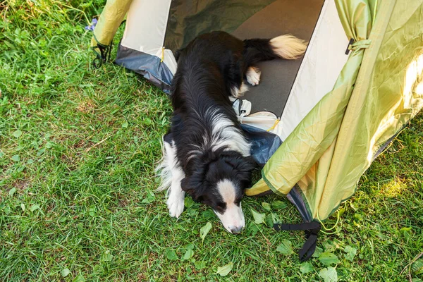 Outdoor portrait of cute funny puppy dog border collie lying down inside in camping tent. Pet travel, adventure with dog companion. Guardian and camping protection. Trip tourism concept