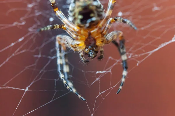Arachnofobia Boi Się Koncepcji Ugryzienia Pająka Makro Zamknij Pająka Pajęczej — Zdjęcie stockowe