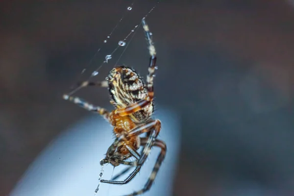 Arachnofobia Boi Się Koncepcji Ugryzienia Pająka Makro Zamknij Pająka Pajęczej — Zdjęcie stockowe