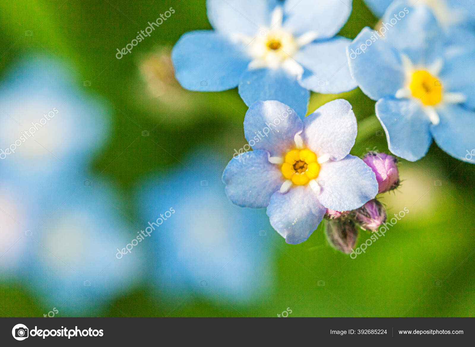 Hermosa Salvaje Olvidar Flores Myosotis Flor Primavera Primer Plano Flores Fotografia De Stock C Luljo Depositphotos Hermosa Salvaje Olvidar Flores Myosotis Flor Primavera Primer Plano Flores Fotografia De Stock C Luljo Depositphotos