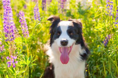 Açık havada gülümseyen köpek yavrusunun portresi otların üzerinde oturan çoban köpeği, menekşe çiçeği arka planı. Açık havada güneşli bir yaz gününde komik suratlı küçük bir köpek. Hayvan bakımı ve komik hayvan yaşam konsepti