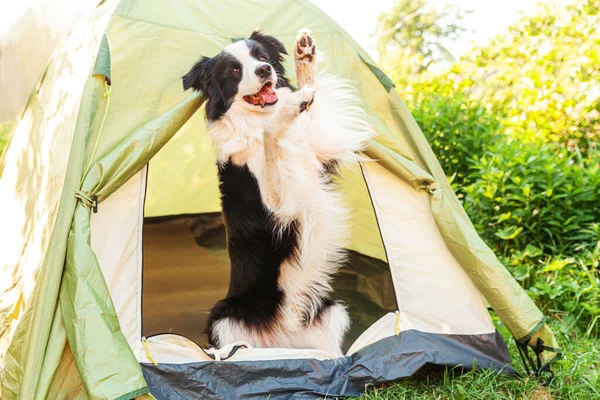 Ritratto Esterno Simpatico Simpatico Cane Cucciolo Confine Collie Seduto All — Foto Stock