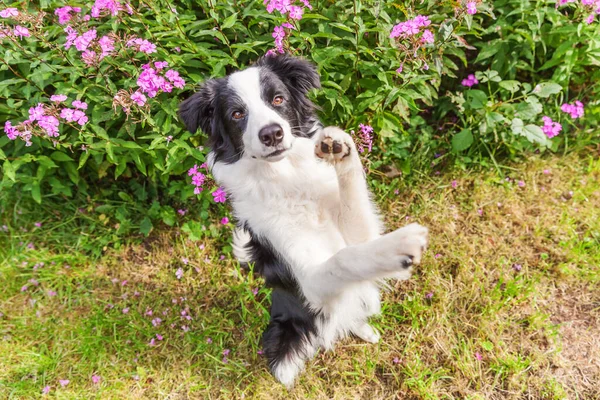 Ritratto All Aperto Carino Sorridente Collie Bordo Cucciolo Seduto Sfondo — Foto Stock