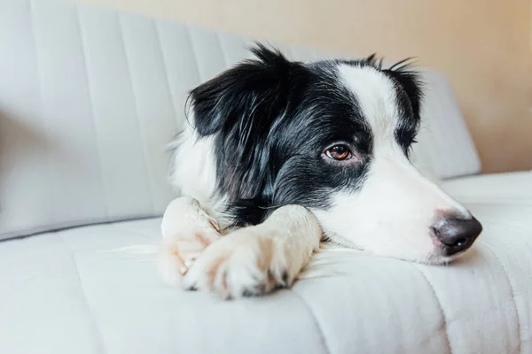 Grappig Portret Van Schattige Glimlachende Puppy Border Collie Bank Binnen — Stockfoto