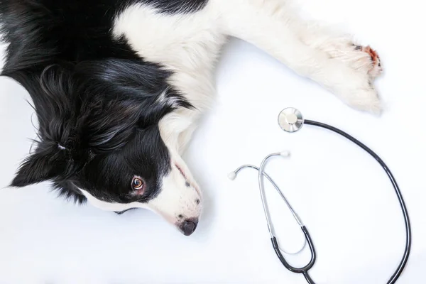 Cucciolo Bordo Cane Collie Stetoscopio Isolato Sfondo Bianco Cagnolino Alla — Foto Stock