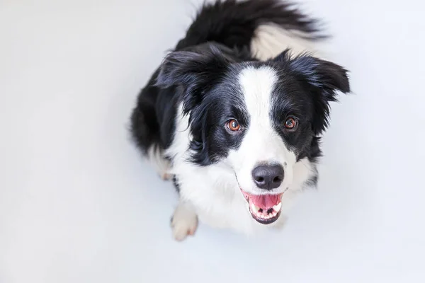 白い背景に隔離されたかわいい笑顔の子犬の犬の国境のコロニーの面白いスタジオの肖像画 家族の小さな犬の新しい素敵なメンバーは 報酬を見て待っています 面白いペット動物のライフコンセプト — ストック写真