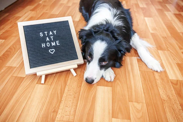 Stay home. Funny portrait of cute puppy dog with letter board inscription STAY AT HOME word lying on floor. New lovely member of family little dog at home indoors. Pet care quarantine concept