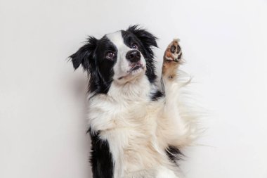 Beyaz arka planda izole edilmiş şirin gülümseyen köpek yavrusu Collie 'nin komik stüdyo portresi. Ailenin yeni sevimli üyesi küçük köpek gözlerini dikip ödül bekliyor. Komik hayvan hayvan yaşam konsepti