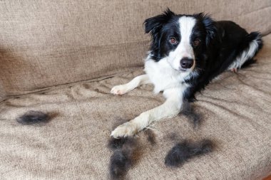 Funny portrait of cute puppy dog border collie with fur in moulting lying down on couch. Furry little dog and wool in annual spring or autumn molt at home indoor. Pet hygiene allergy grooming concept clipart