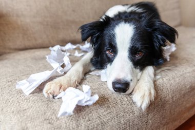 Evdeki kanepede uzanan tuvalet kağıdını ısırdıktan sonra yaramaz yavru köpek sınır köpeği çoban köpeği. Suçlu köpek ve yıkılmış oturma odası. Dağınık ev ve komik suçlu bakışlı köpek yavrusu.