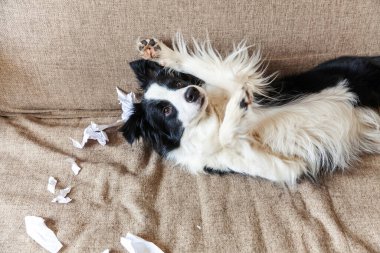 Evdeki kanepede uzanan tuvalet kağıdını ısırdıktan sonra yaramaz yavru köpek sınır köpeği çoban köpeği. Suçlu köpek ve yıkılmış oturma odası. Dağınık ev ve komik suçlu bakışlı köpek yavrusu.