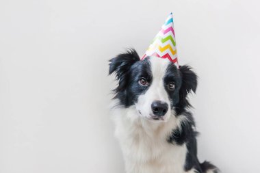 Beyaz arka planda izole edilmiş kameraya bakan, doğum günü şapkası takan sevimli, gülümseyen köpek yavrusu sınır köpeğinin komik portresi. Doğum günü partisi konseptin kutlu olsun. Komik hayvanlar, yaşam.