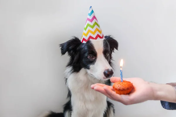 Funny portrait of cute smiling puppy dog border collie wearing birthday silly hat looking at cupcake holiday cake with one candle isolated on white background. Happy Birthday party concept