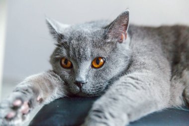 İngiliz kedisi evdeki siyah modern sandalyede uzanıyor. Gri kedi ve pelax ailesinin yeni sevimli üyesi. Hayvan bakımı ve hayvan bakımı kavramı