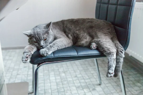 British Cat Sleeping Black Modern Chair Indoor Home New Lovely — Stock Photo, Image