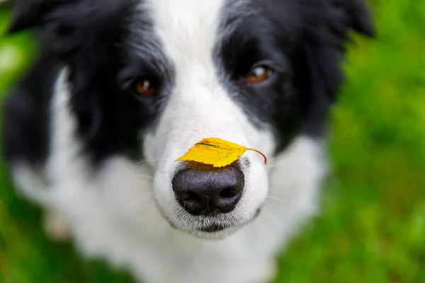 Εξωτερική Πορτρέτο Του Χαριτωμένο Αστείο Κουτάβι Σκυλί Συνόρων Κόλλεϊ Κίτρινο — Φωτογραφία Αρχείου