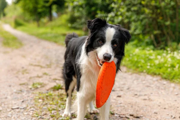 Ritratto All Aperto Simpatico Simpatico Cane Cucciolo Confine Collie Cattura — Foto Stock